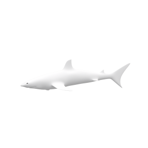 Black Tip Shark - Base Mesh - 3D Model