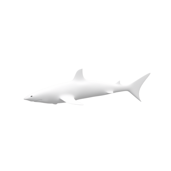 Black Tip Shark - Base Mesh - 3D Model